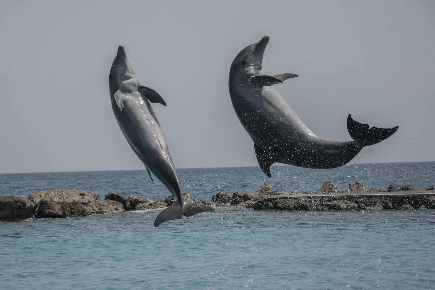 Willemstad Urlaub mit DERTOUR. Zwei Delfine springen aus dem Wasser bei Willemstad, Curacao