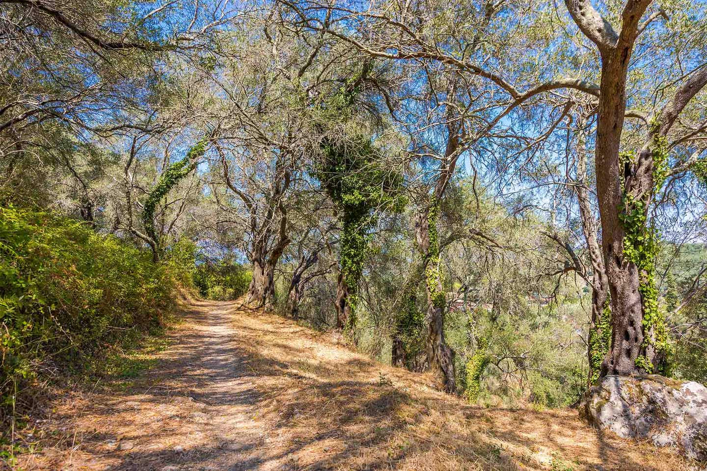 Wanderweg durch Olivenhain auf Korfu Trail