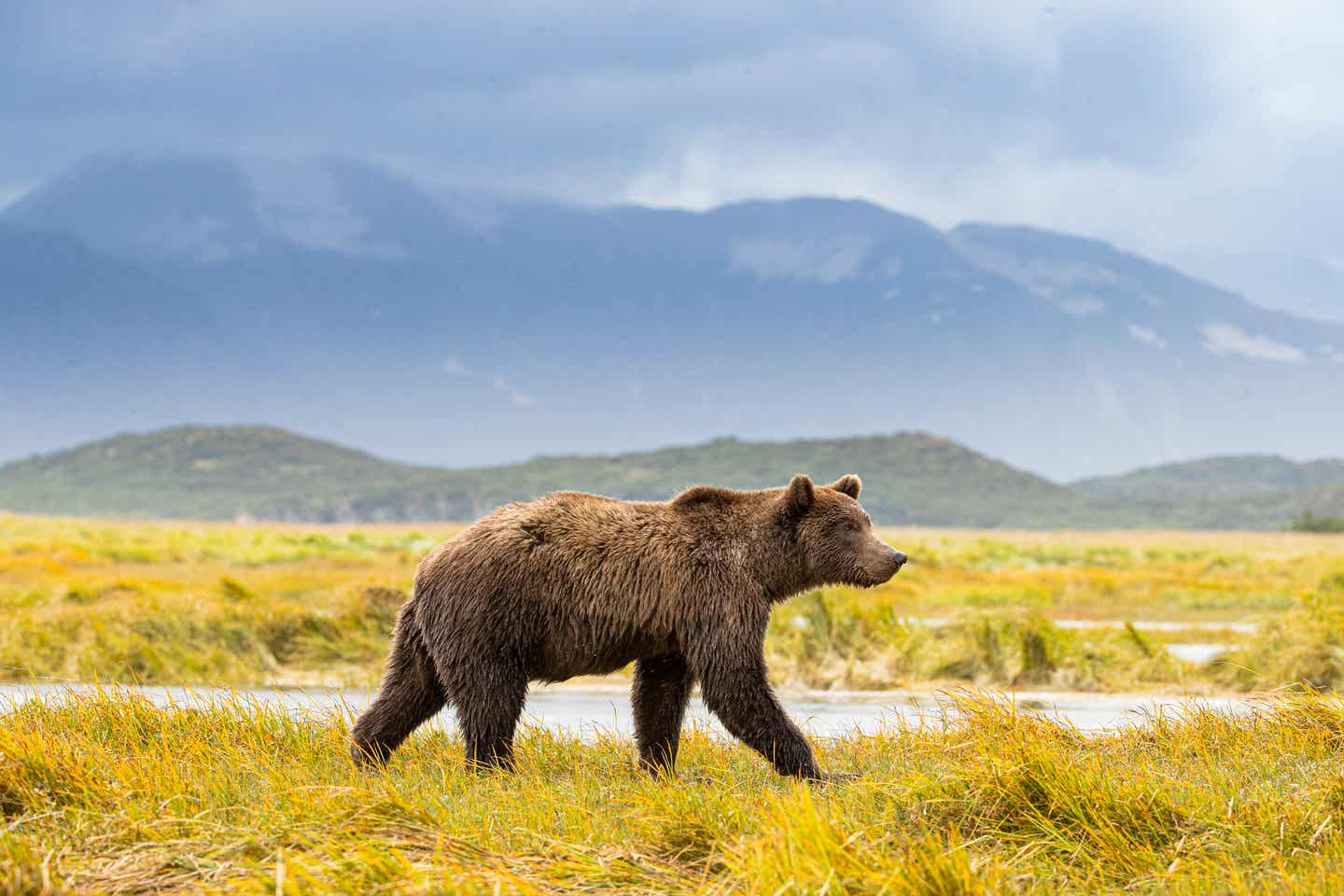 Grizzly auf Fischjagd in Alaska