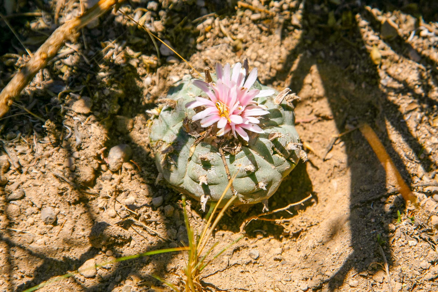 Ein Peyote-Kaktus in der Wüste Mexikos