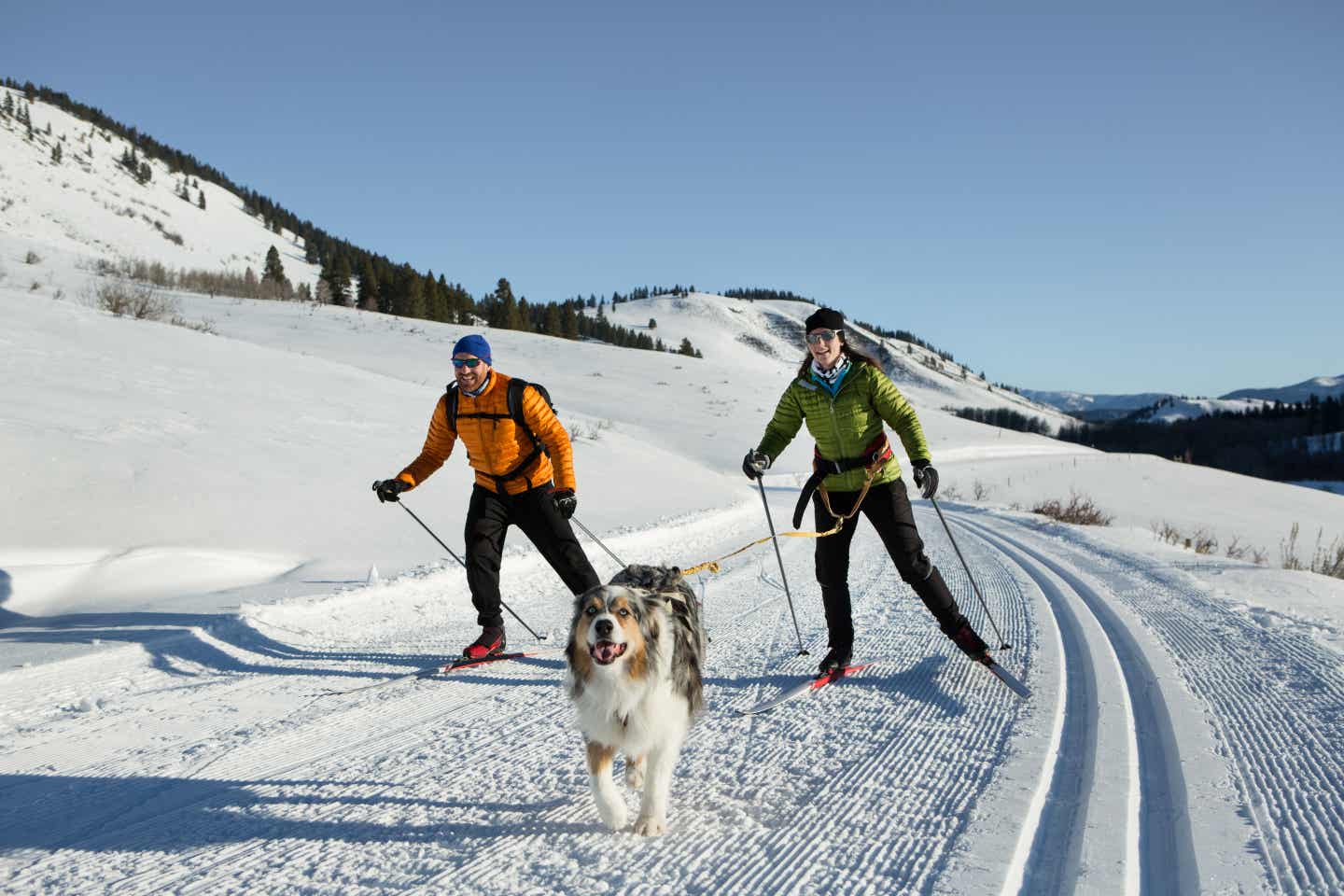 Pärchen läuft Langlauf auf Skiern, Hund läuft vorweg