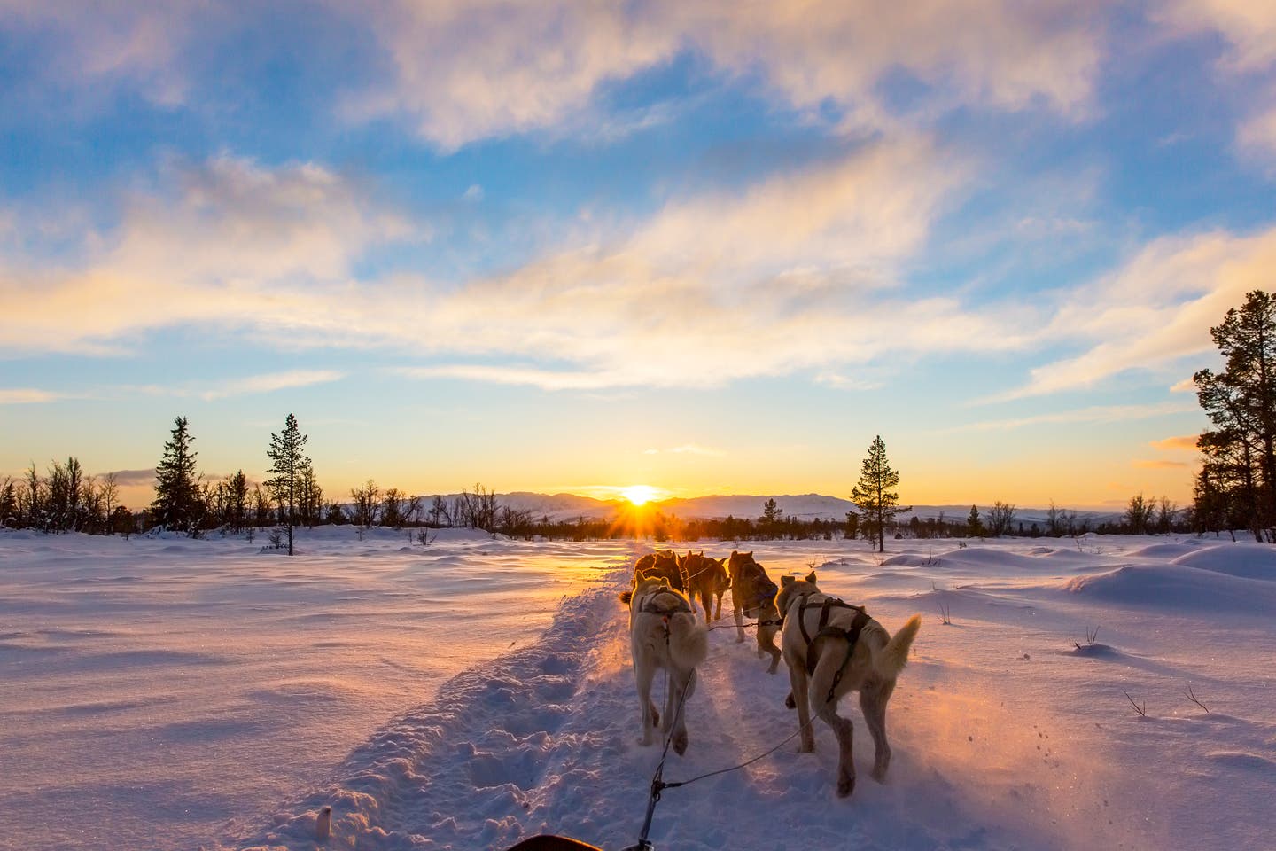 Winteraktivitäten in den nordischen Ländern – Hundeschlittengespann