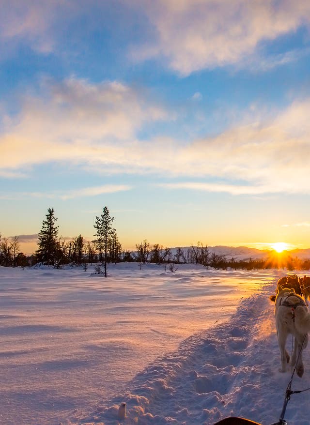 Skandinavien im Winter Winteraktivitäten in den nordischen Ländern – Hundeschlittengespann