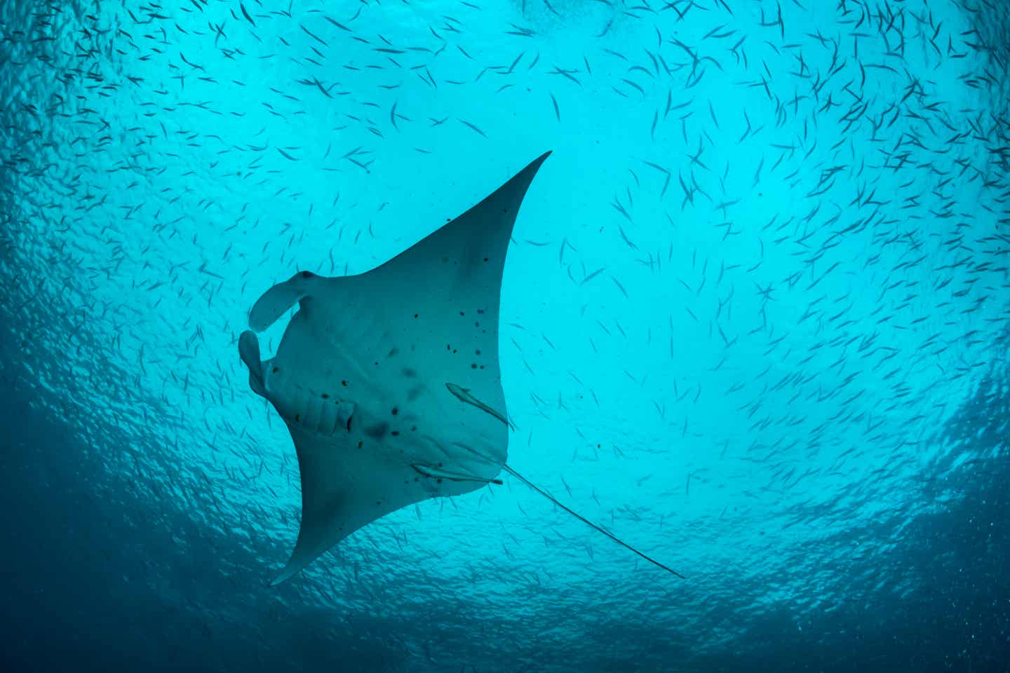 Kenia beste Reisezeit. Manta-Rochen Unterwasser