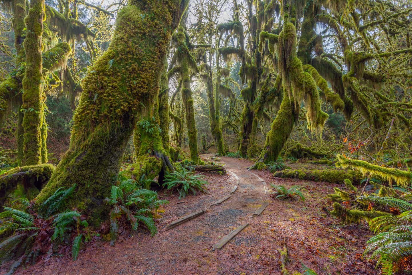 Olympic Nationalpark in Washington