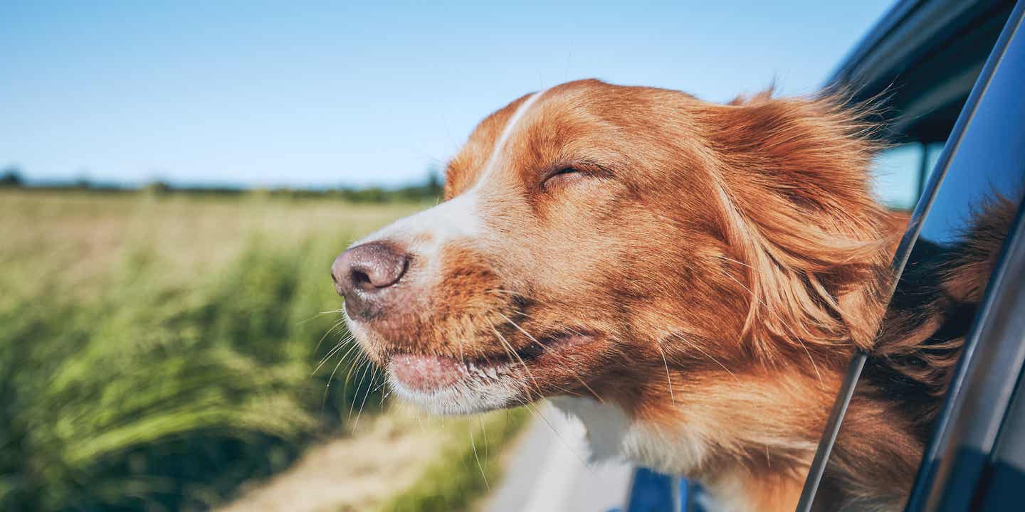 Kopf eines braunen Hundes der aus dem Fenster schaut bei der Fahrt