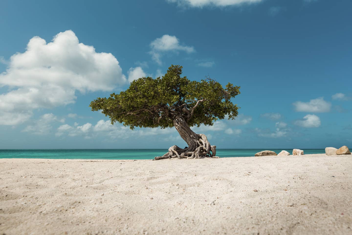 Aruba – Der Eagle Beach Strand mit typischen Divi Divi Bäumen in der Karibik