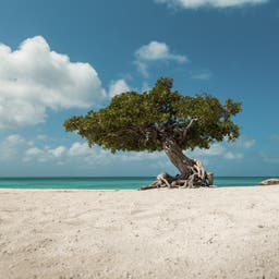 karibik-aruba-eagle-beach-dto.jpg