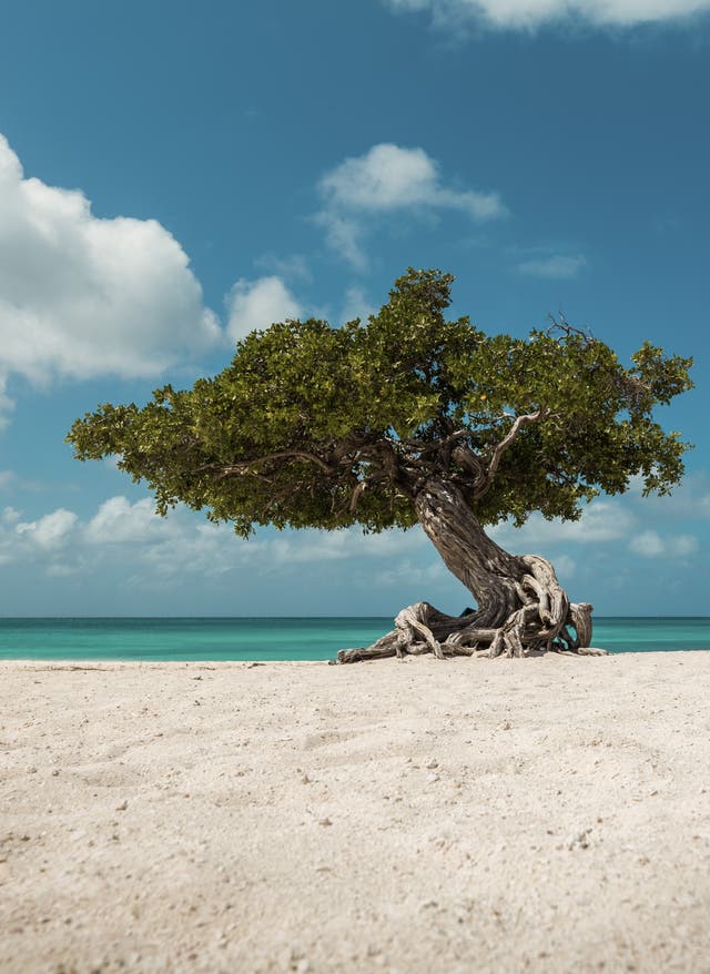 Aruba Urlaub Aruba – Der Eagle Beach Strand mit typischen Divi Divi Bäumen in der Karibik