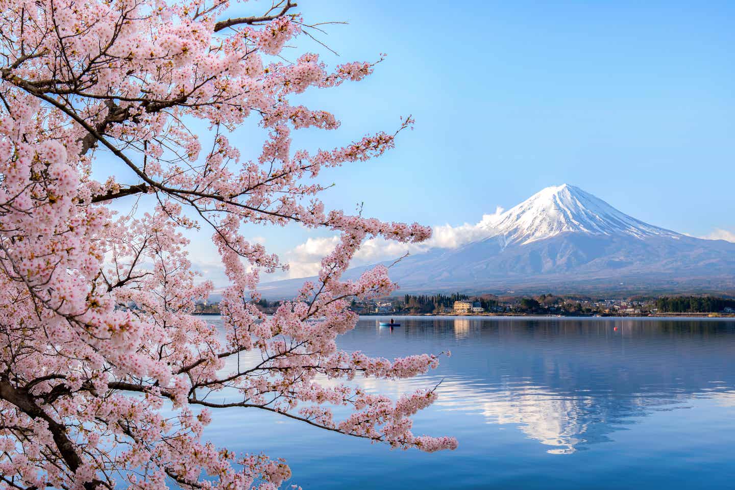 Kirschblüte in Japan