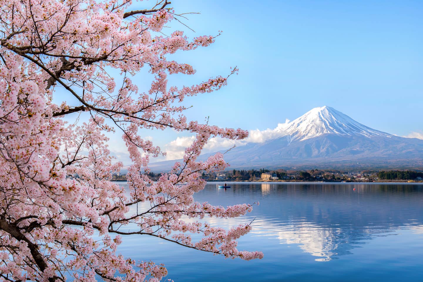 Rundreisen Japan: Kirschblüten vor einem See und dem schneebedeckten Vulkan Fuji