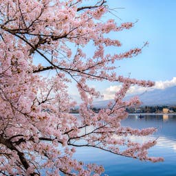 japan-mount-fuji-lake-kawaguchiko-kirschbluete-g-1060517676.jpg