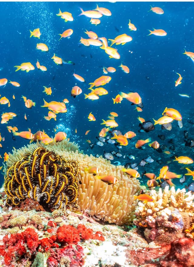 Top 10: Die besten Tauchspots der Welt