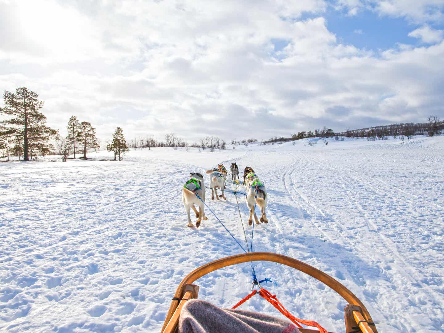 Mit dem Hundeschlitten durch Lappland – ein Wintererlebnis, das du so schnell nicht vergisst Huskys ziehen einen Schlitten durch die verschneite Landschaft bei Tromsø in Norwegen