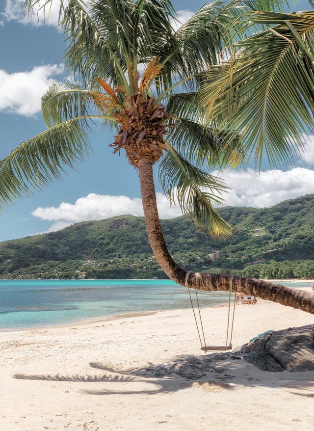 Beste Reisezeit Seychellen Strand und Palmen am Strand von Mahé, Seychellen