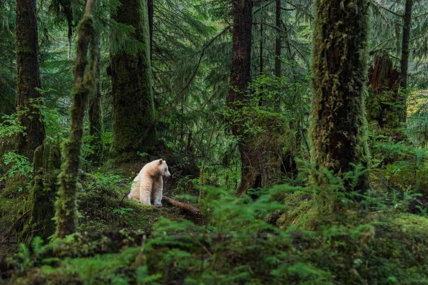 Geister-Bär im Wald 