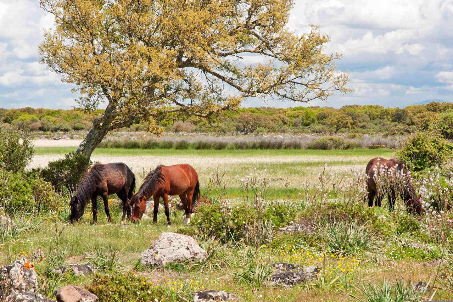 Wildpferde in der Cavallini della Giara