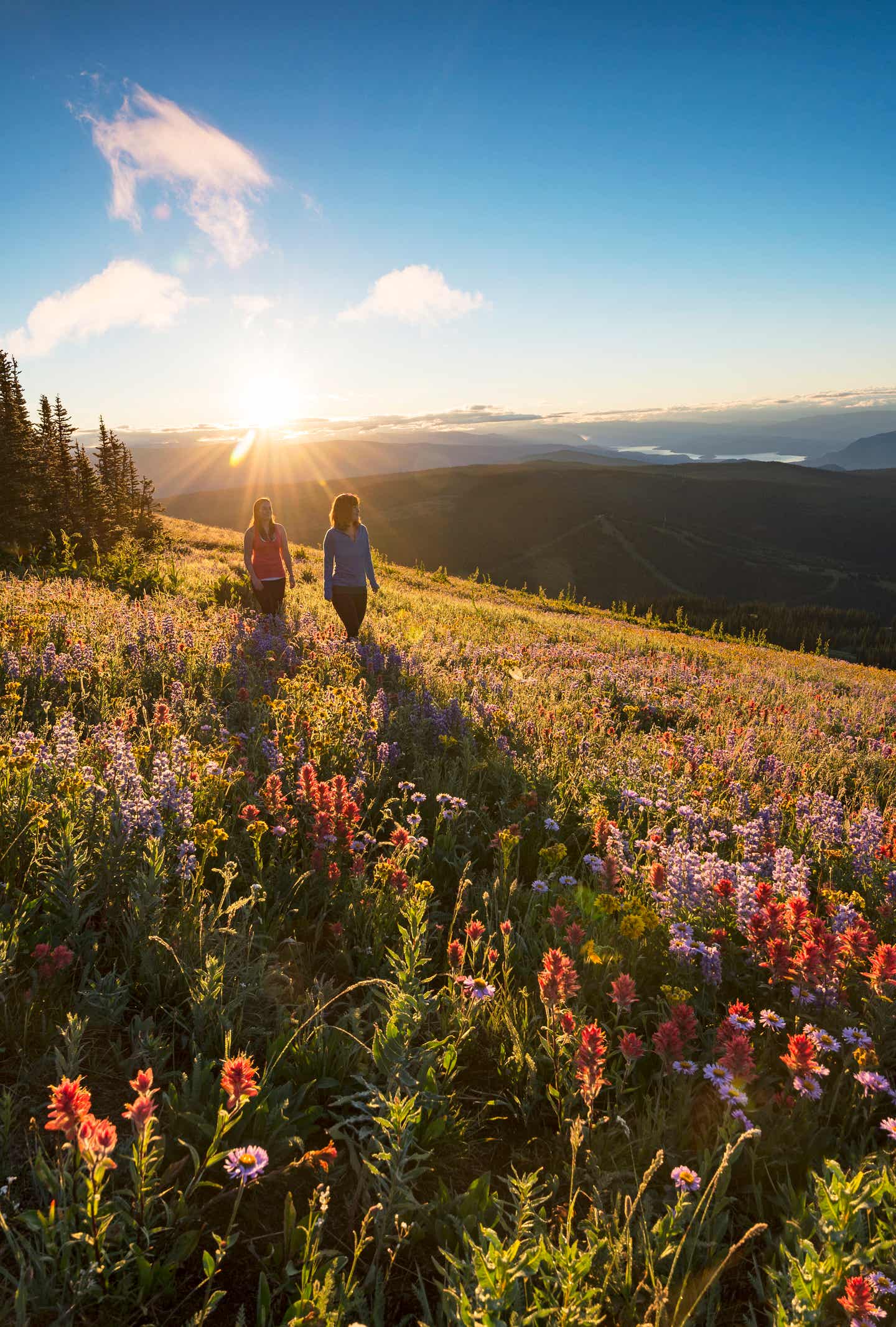 Blumenwiese in Sun Peaks 