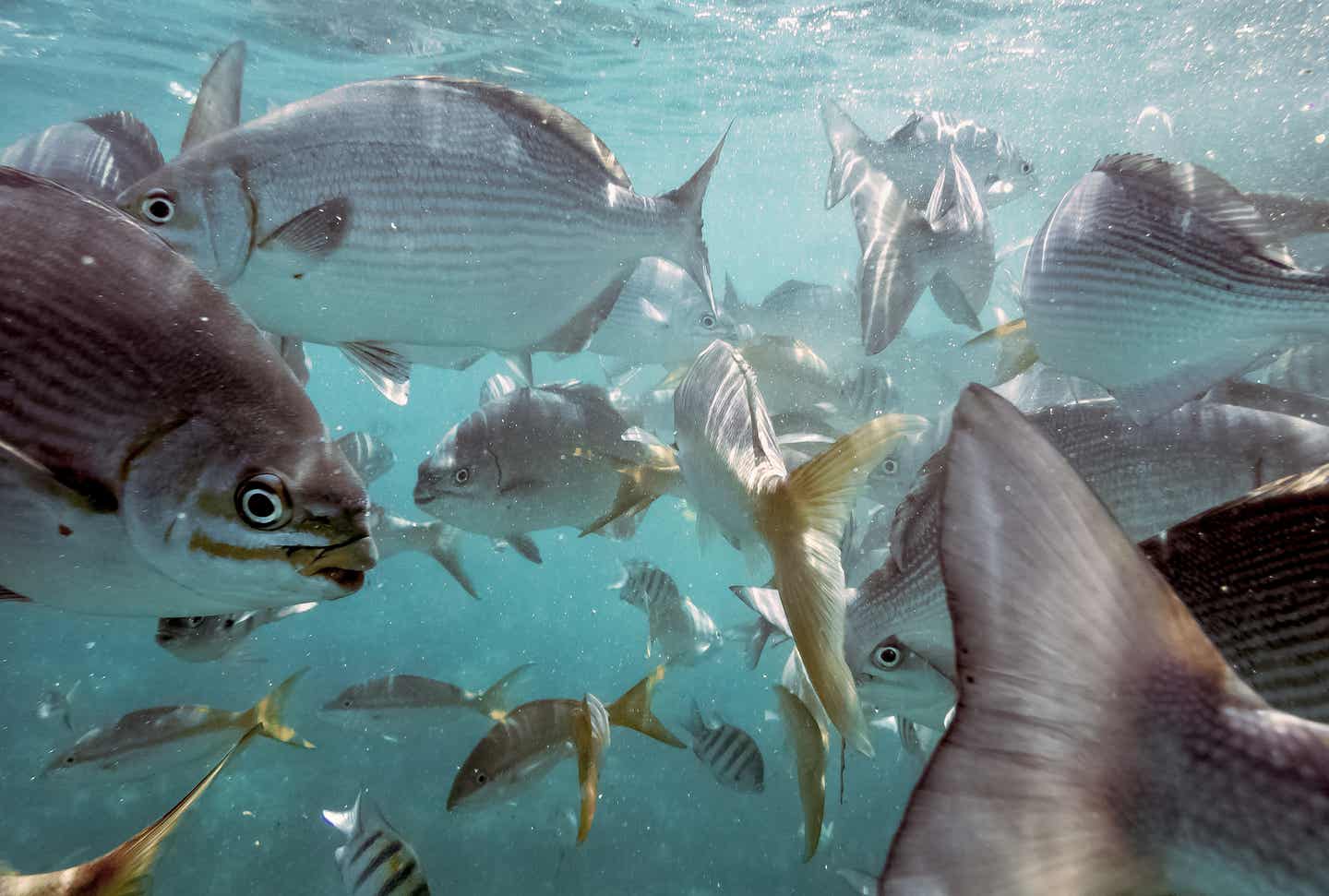 Varadero Urlaub mit DERTOUR. Fischschwarm beim Schnorcheln vor Varadero aus nächster Nähe