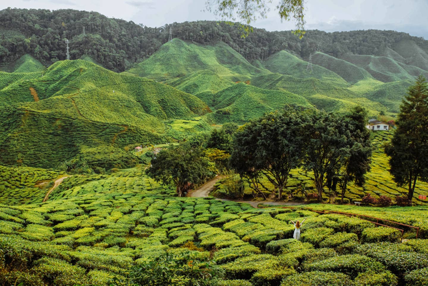 Rundreisen Malaysia: Teeplantage auf einer hügeligen Landschaft in Malaysia