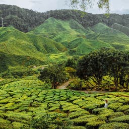 malaysia-tee-plantage-landschaft-huegel-g-975200910.jpg