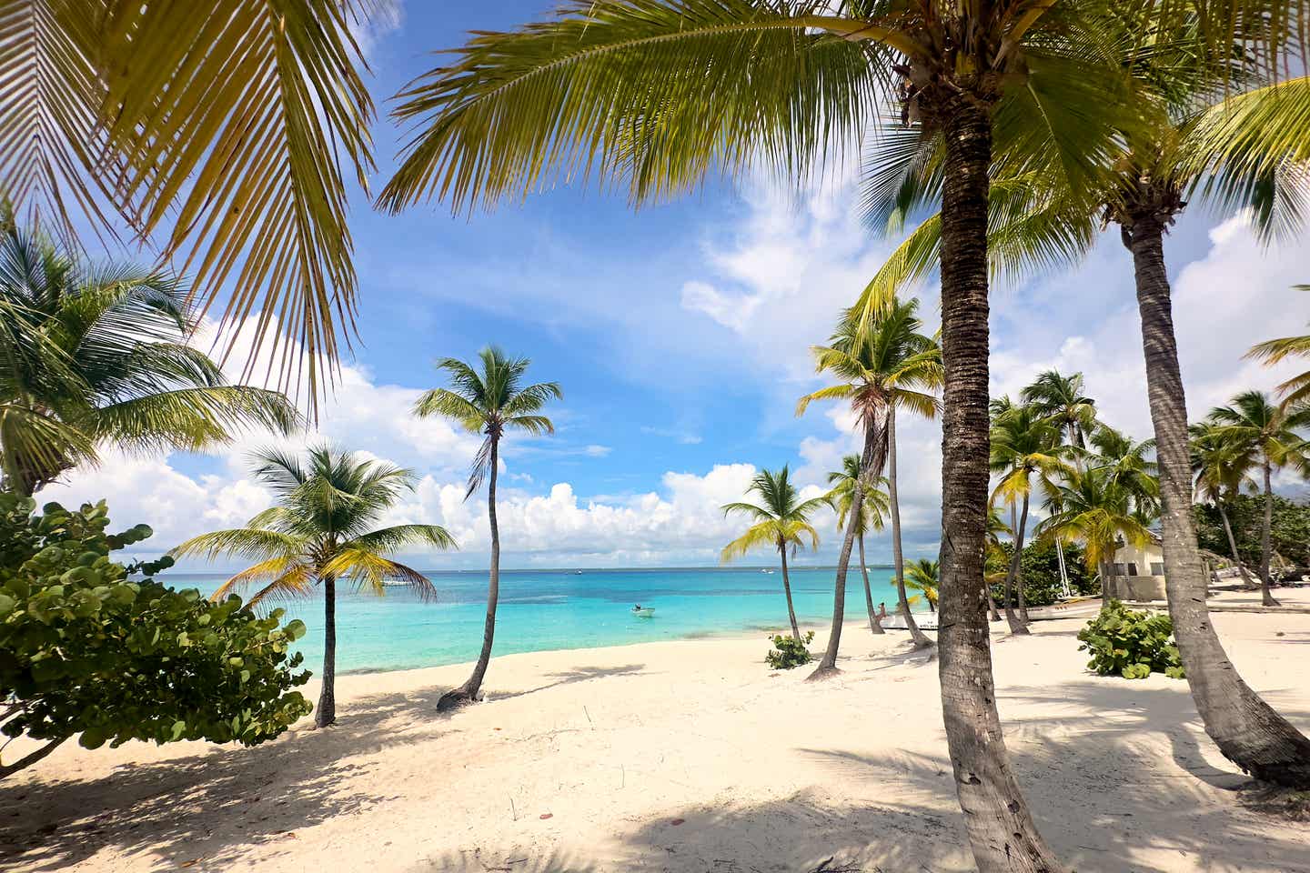 Kokospalmen direkt am Strand: Karibik zur besten Reisezeit