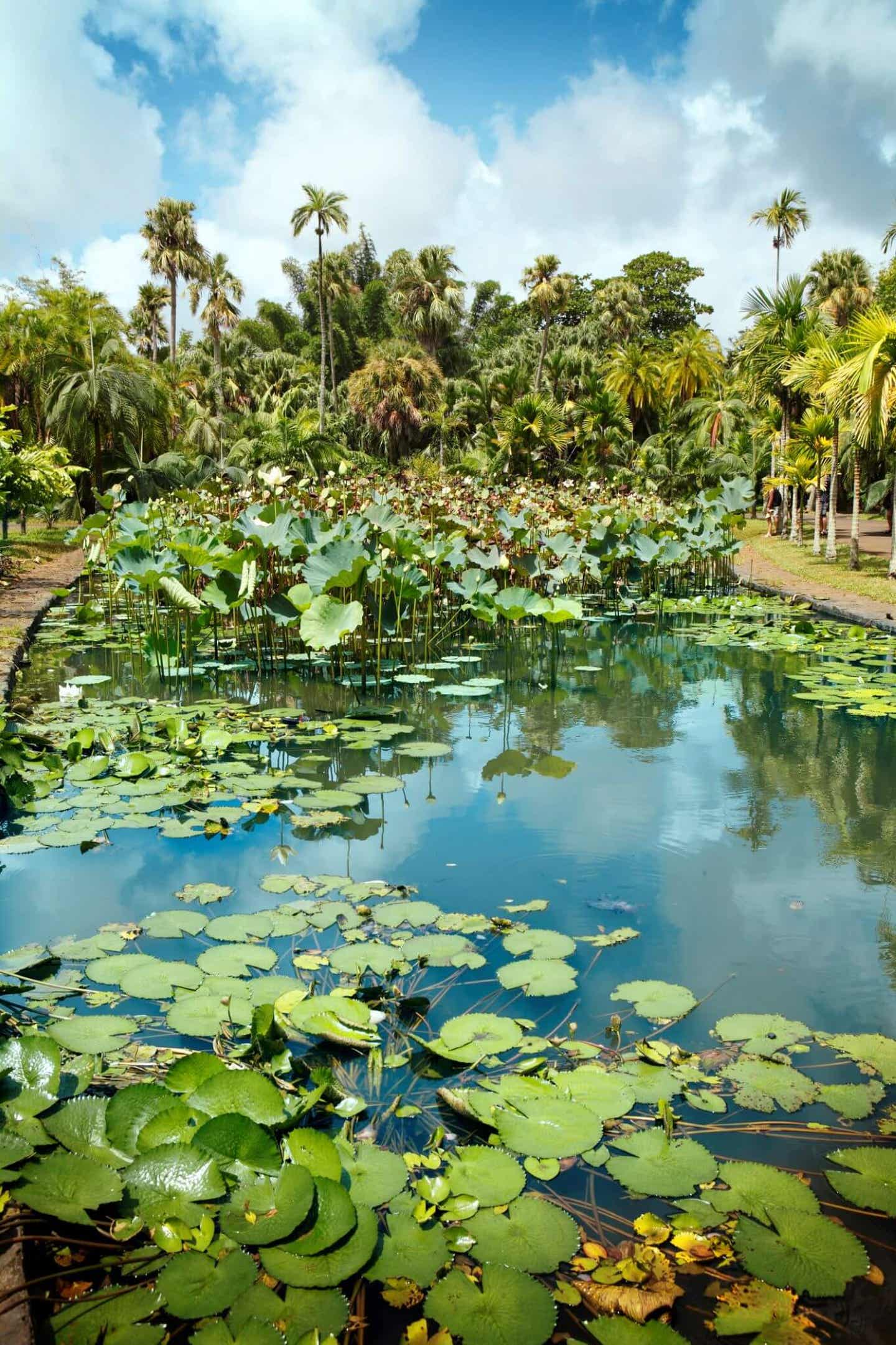 Seerosenteich im Botanischen Garten in Pamplemousse