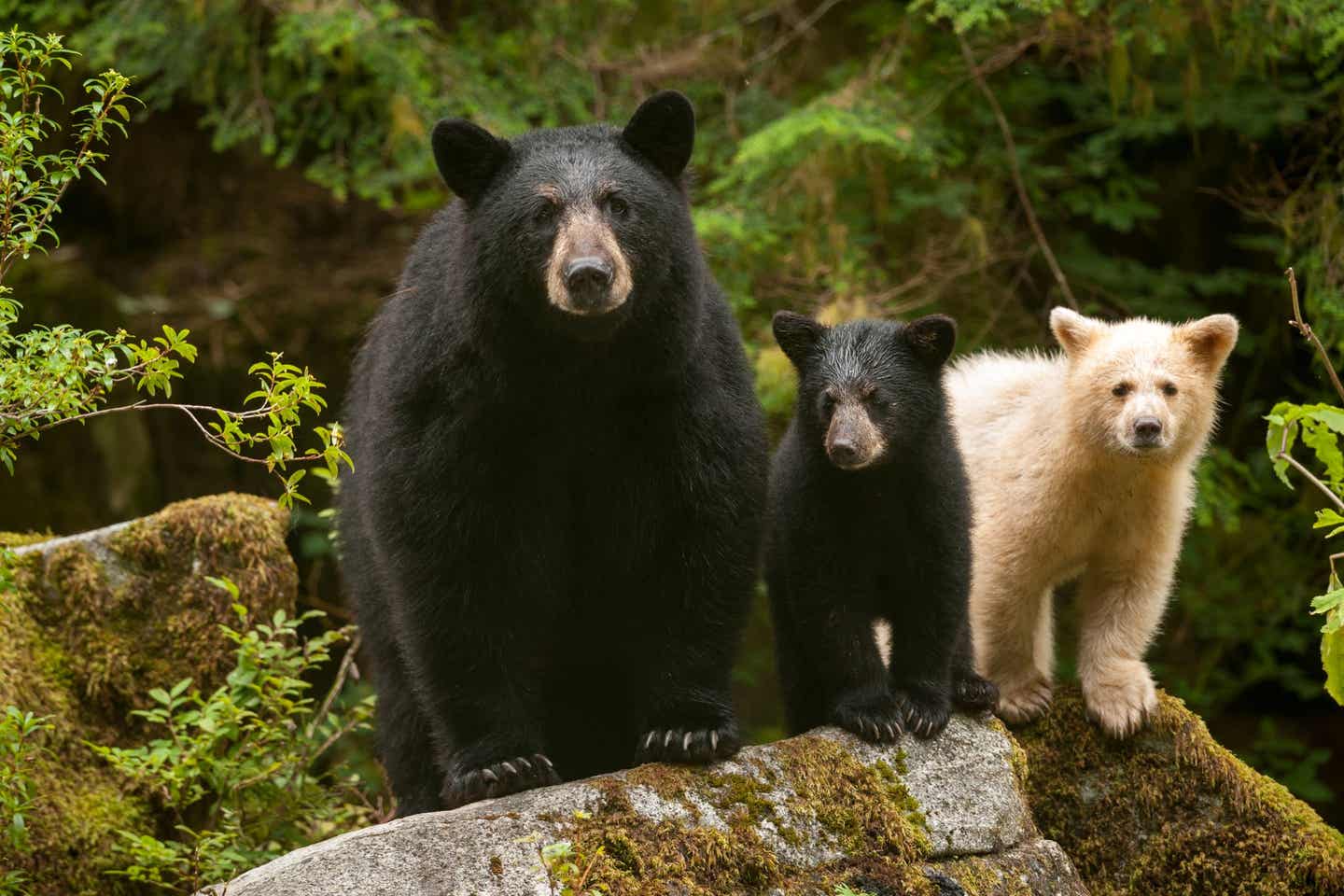 British Columbia Sehenswürdigkeiten: Bären