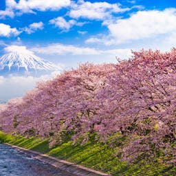 japan-fuji-kischrblueten-t-677209164.jpg