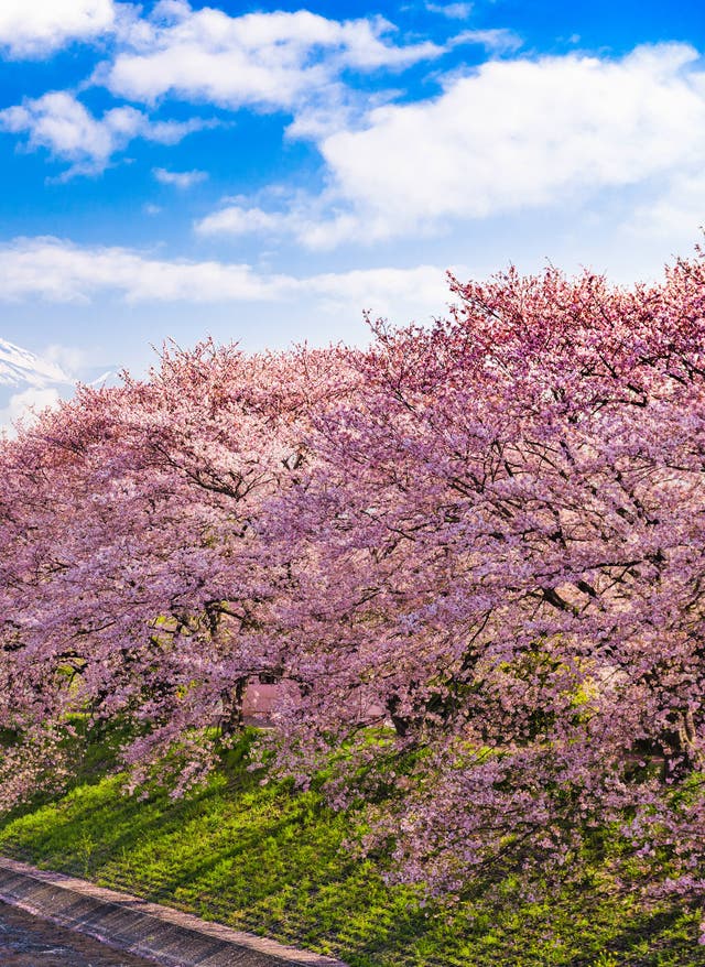 Japan Urlaub Japan Reisen