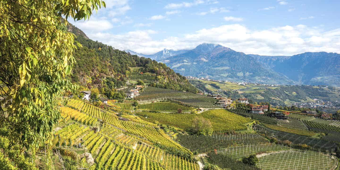 Blick über sonnenbeschienene Weinberge in Südtirol