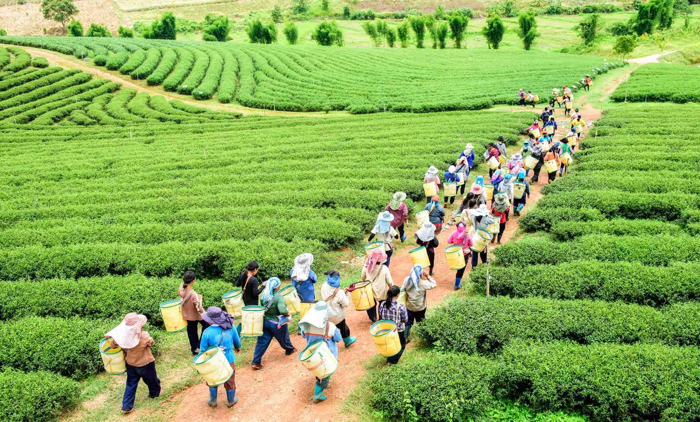Sri Lanka Teeplantage