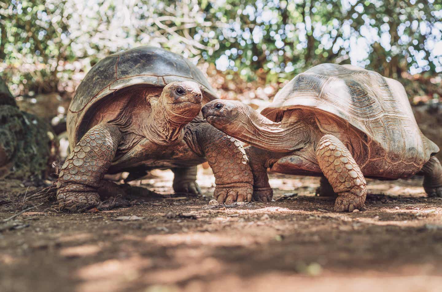 Zwei Schildkröten