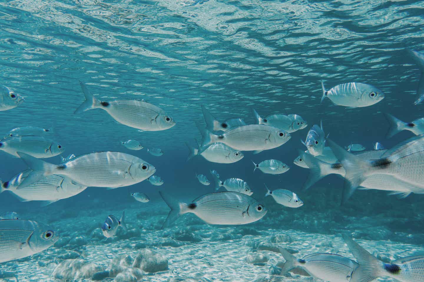 Fischschwarm unter Wasser, Sardinien