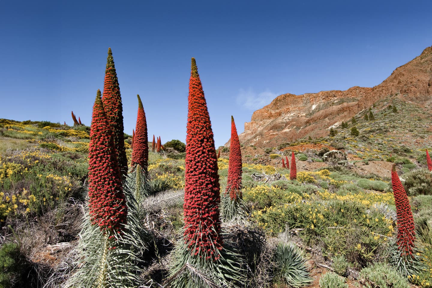 Pico del Teide Nationalpark - Turm der Juwelen