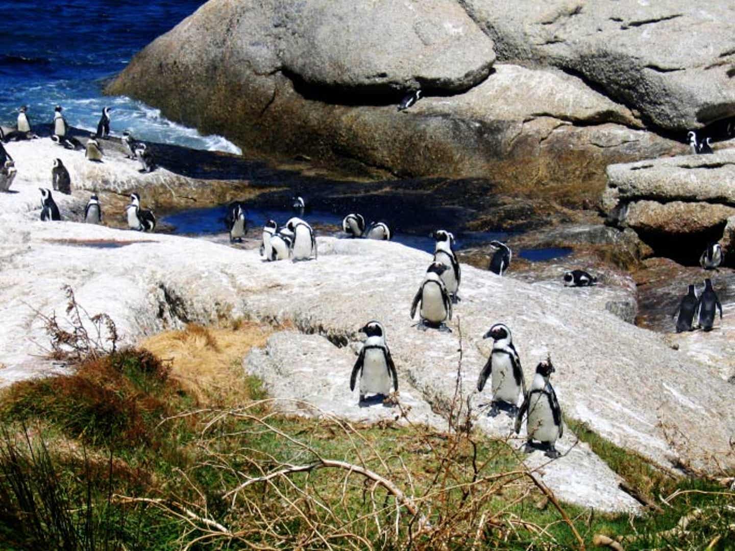 Mitarbeiter-Tipp Südafrika. Gruppe von Pinguinen in Südfarika.