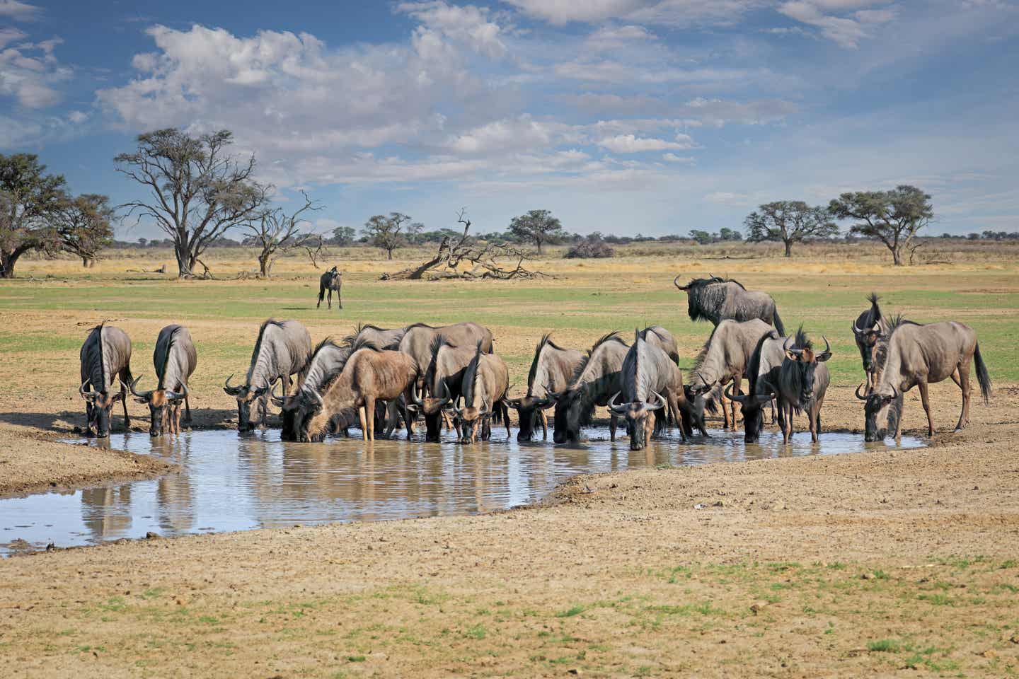 Urlaub in Namibia – Blaugnus trinken an einem Wasserloch in der Kalahari-Wüste