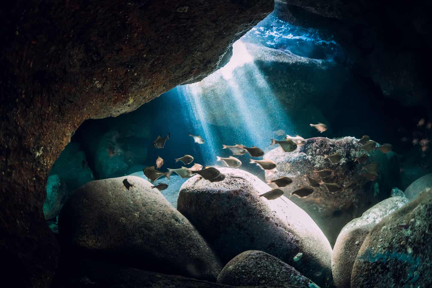 Unterwasseraufnahme von Fischen im Meer vor Mauritius