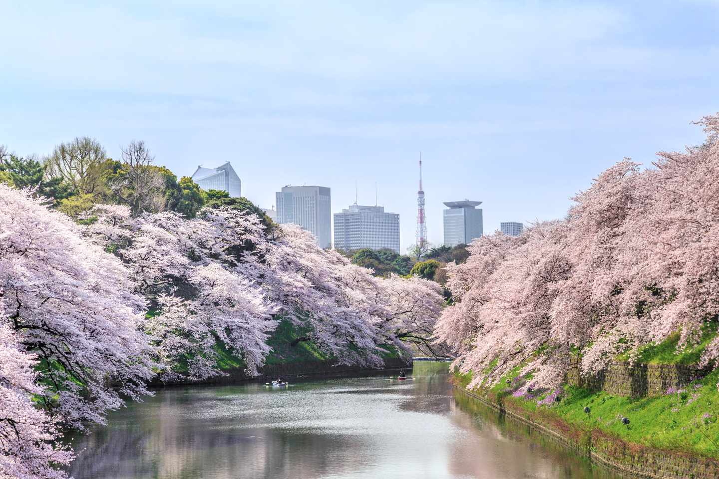 Auf Städtetrip im März die Kirschblüten in Chidorigafuchi entdecken