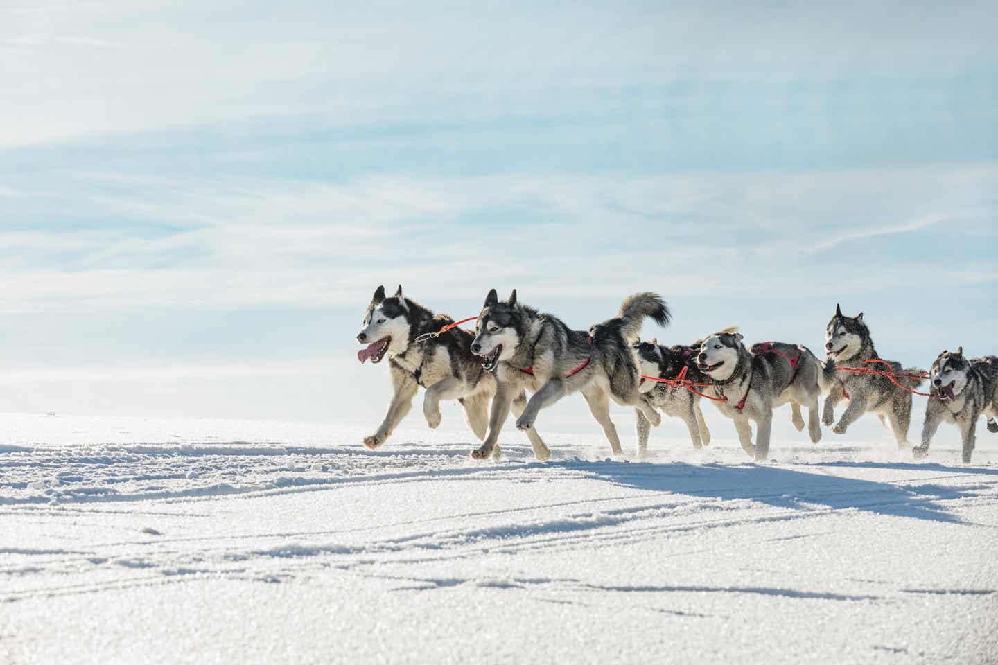 Ein Huskyschlitten in der Schneelandschaft