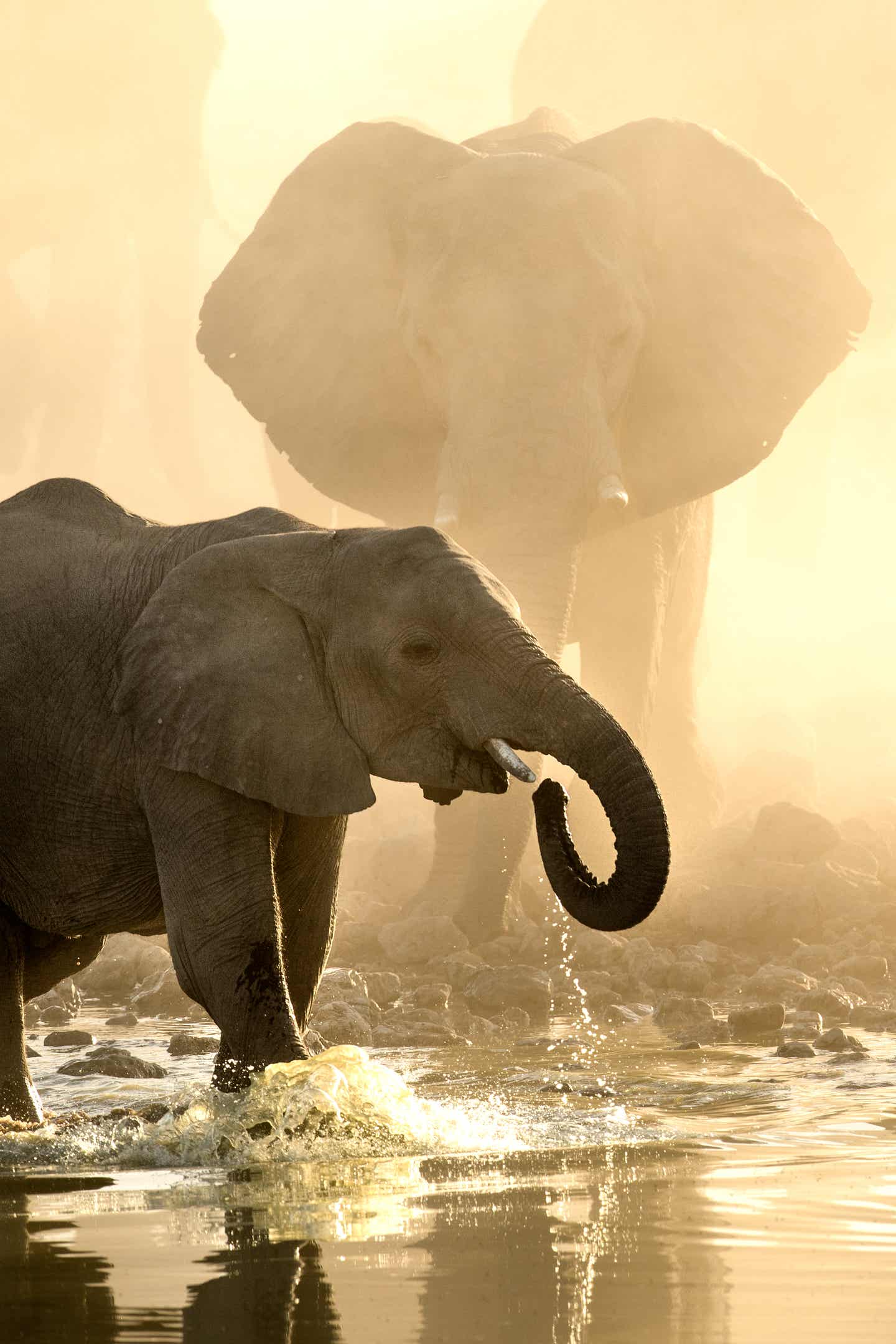 Elefantenbaby spielt im Wasser im Licht der goldenen Sonne Elefantenbaby spielt im Wasser im Licht der goldenen Sonne