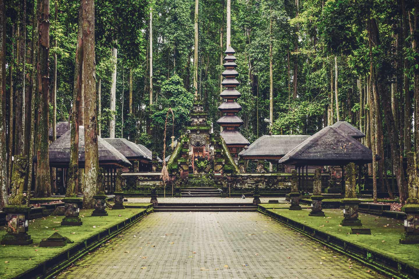 Bali-Urlaub: Affenwald in Ubud