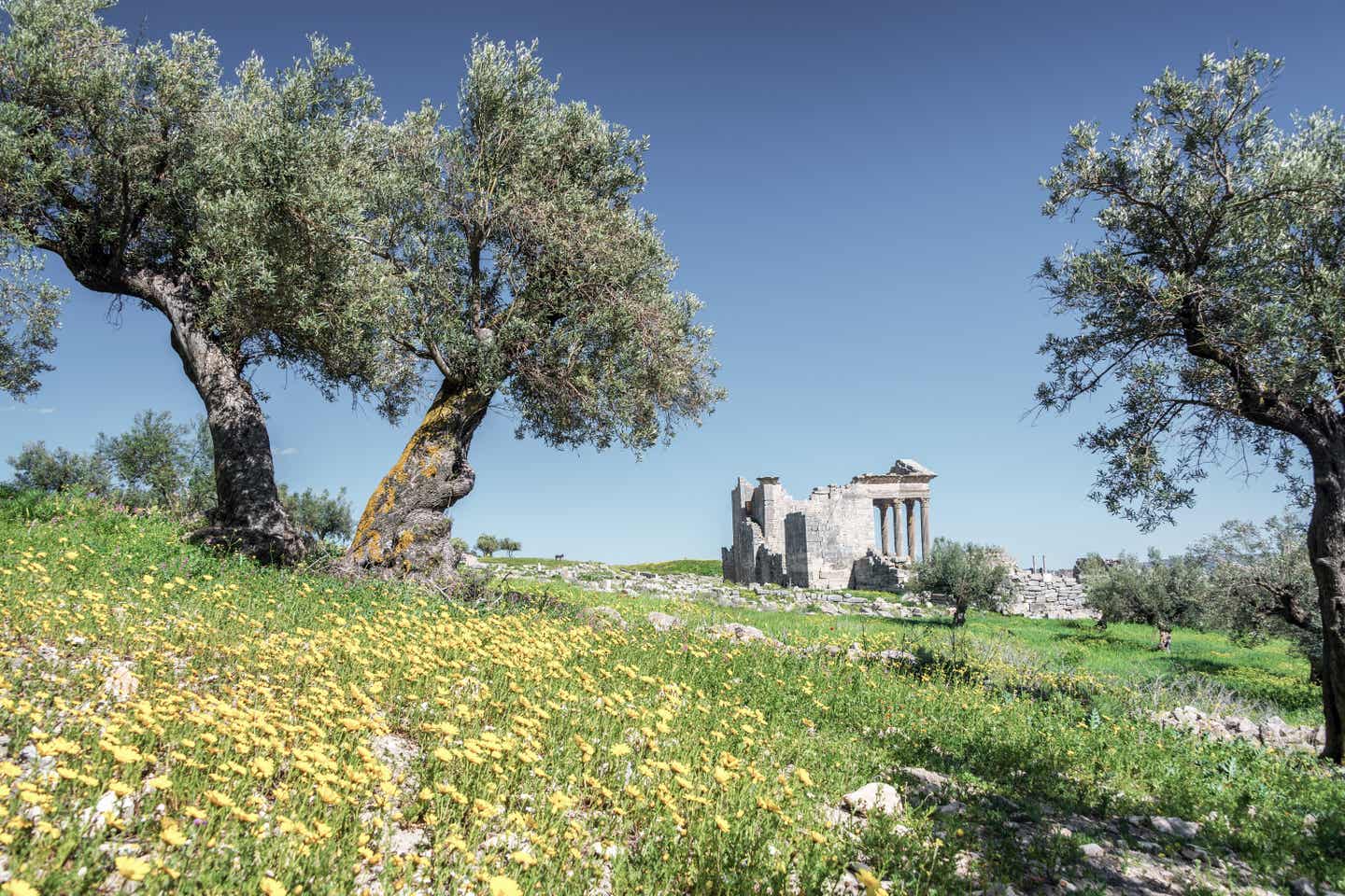 Olivenbäume und Wildblumen in den römischen Ruinen von Dougga, Tunesien