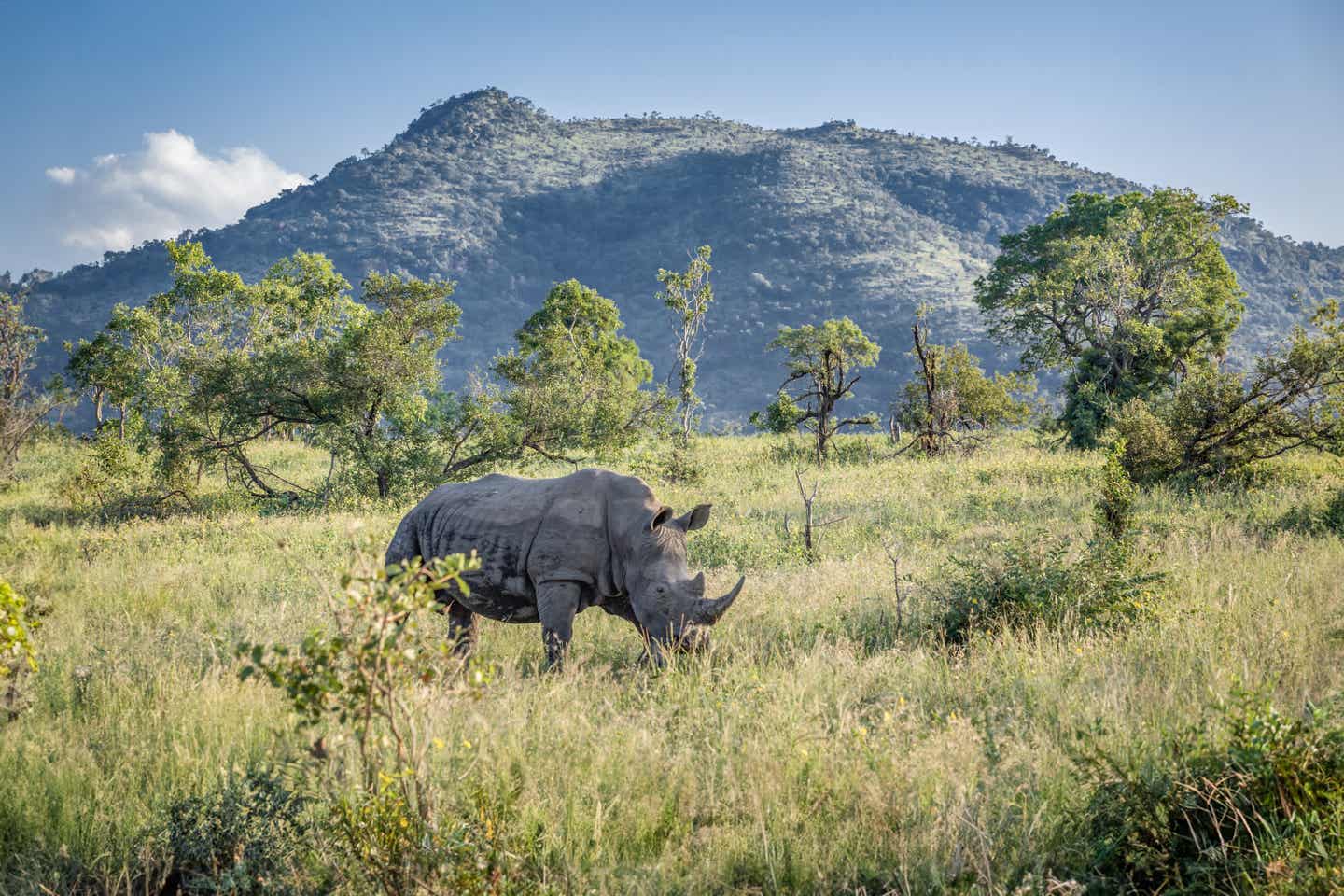 Ein weißes Nashorn im Krüger Nationalpark