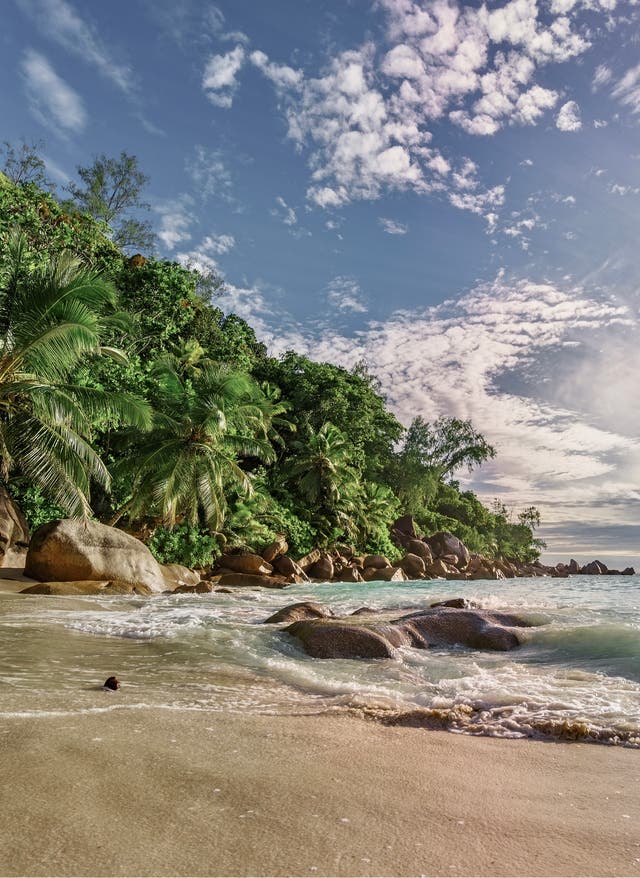 Seychellen schönste Strände Inselparadies Seychellen: verlassen wirkender Strand mit tropischen Palmen
