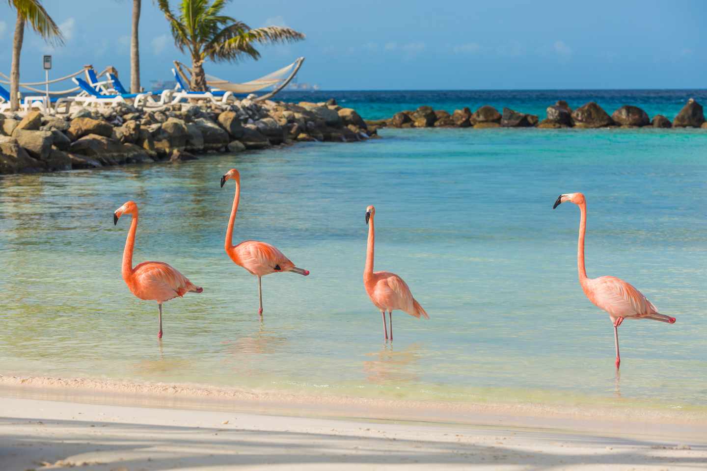 ABC-Inseln: Flamingos am Strand von Aruba