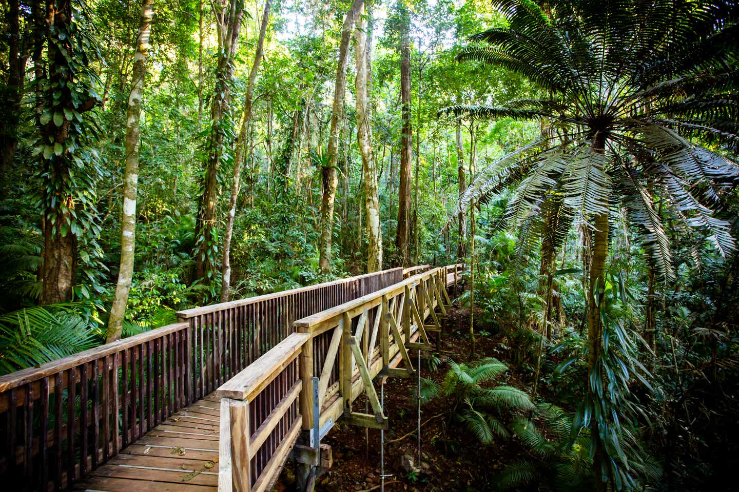 Regenwald in Australien: die beste Reisezeit