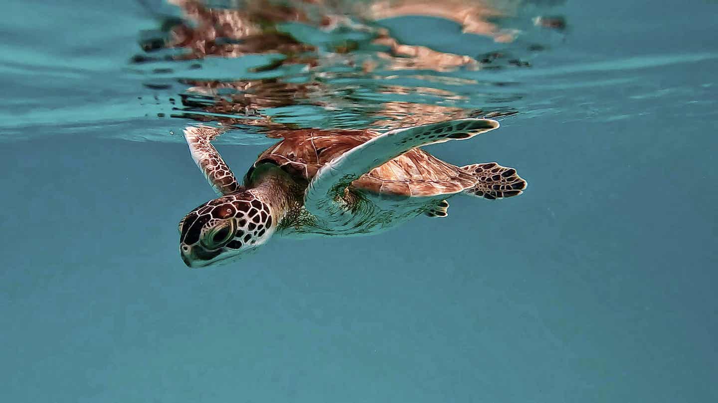 Barbados beste Reisezeit: Kleine Schildkröte im Meer