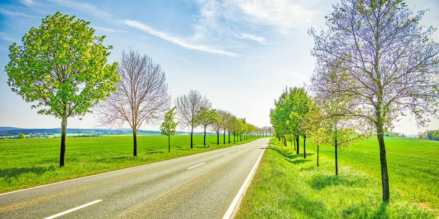 Eine leere deutsche Alleenstraße bei Sonnenschein im Frühling