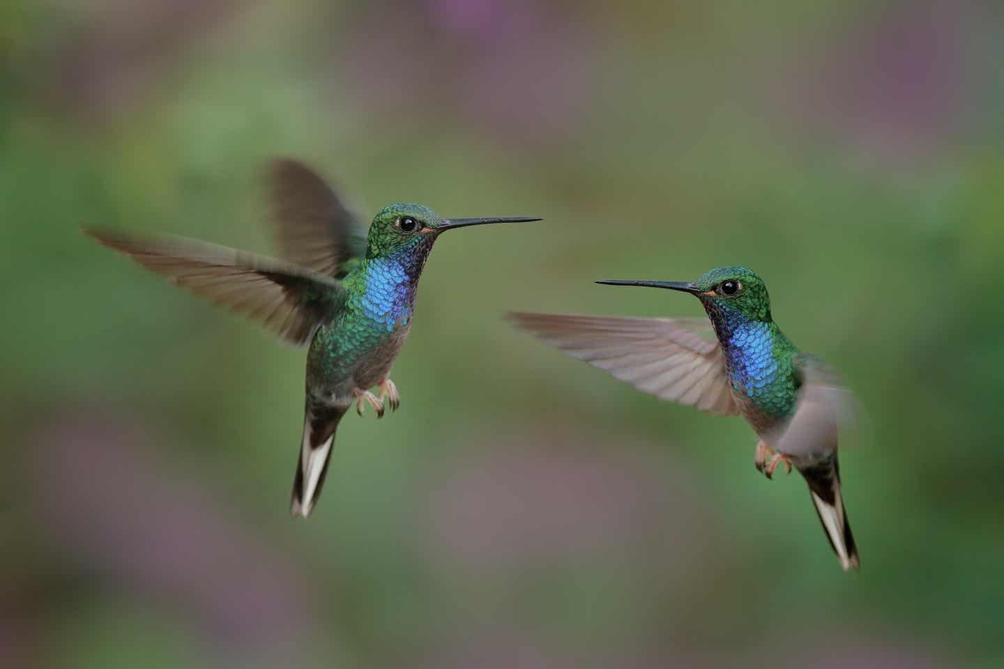 Tobago Urlaub mit DERTOUR. Nahaufnahme zweier Kolibris in der Luft